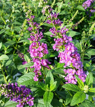 Butterfly Bush Miss Violet
